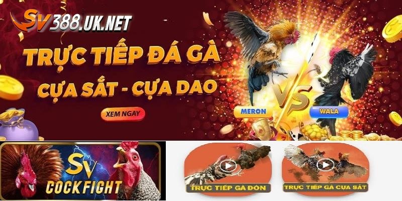 Các hình thức đá gà trực tiếp