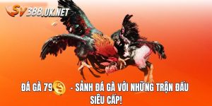 Đá Gà 79 - Sảnh Game Thu Hút Mọi Đối Tượng Mê Chọi Kê