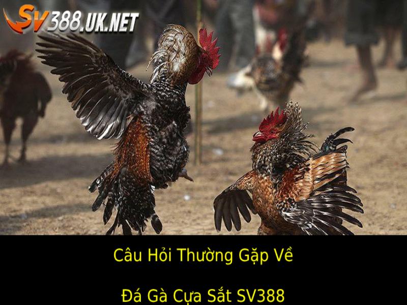 Những Câu Hỏi Thường Gặp (FAQs) Về Đá Gà Cựa Sắt Sv388