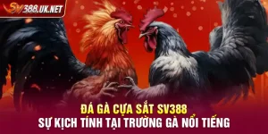 Đá Gà Cựa Sắt SV388 – Sự Kịch Tính Tại Trường Gà Nổi Tiếng