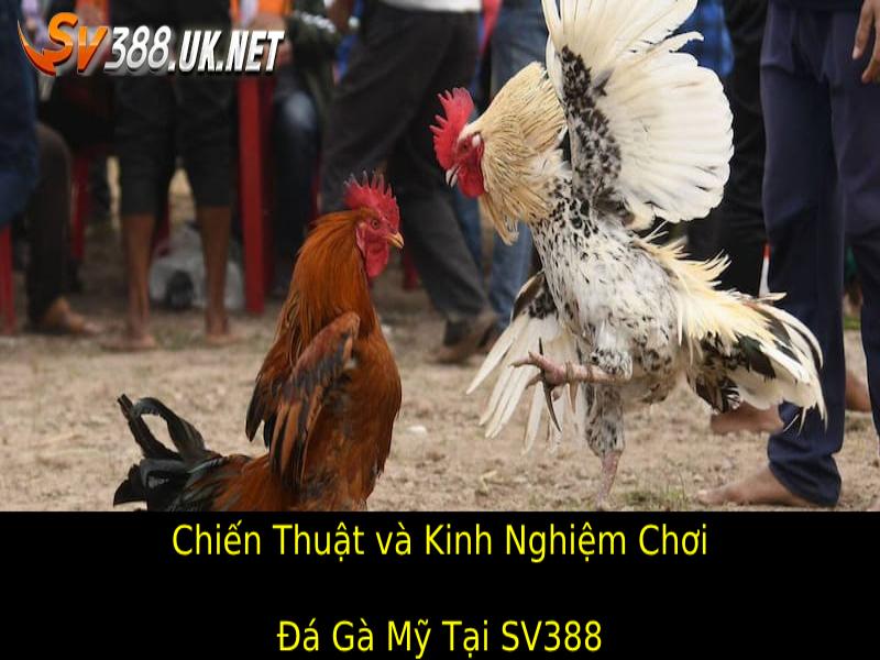 Chiến Thuật và Kinh Nghiệm Chơi Đá Gà Mỹ Tại SV388