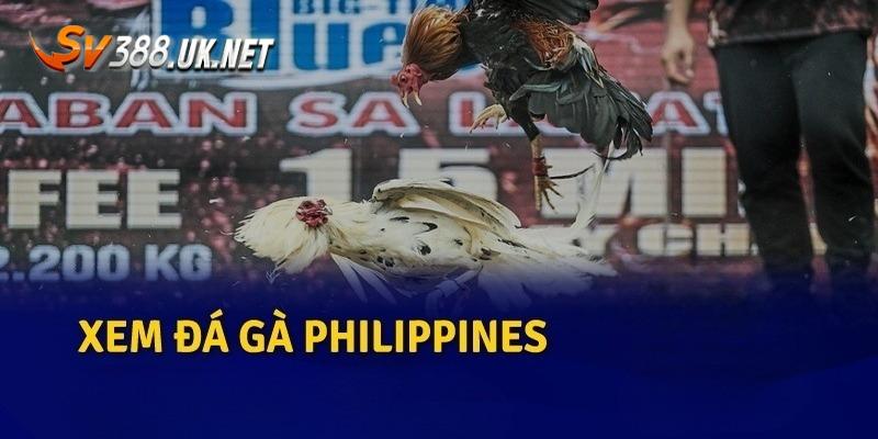 Đá Gà Philippines | Luật Chơi & 4 Bí Kíp Bắt Kèo Dễ Trúng