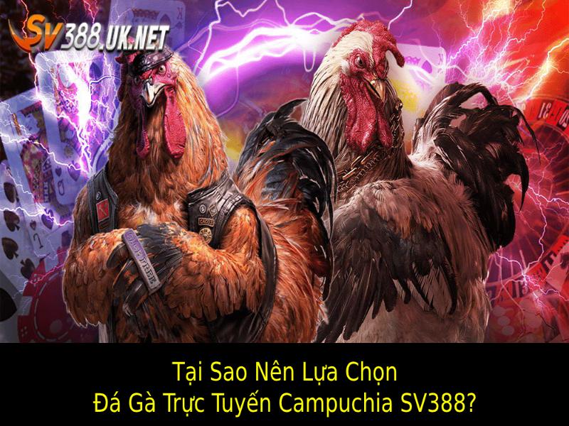 Tại sao nên lựa chọn Đá gà trực tuyến Campuchia SV388?