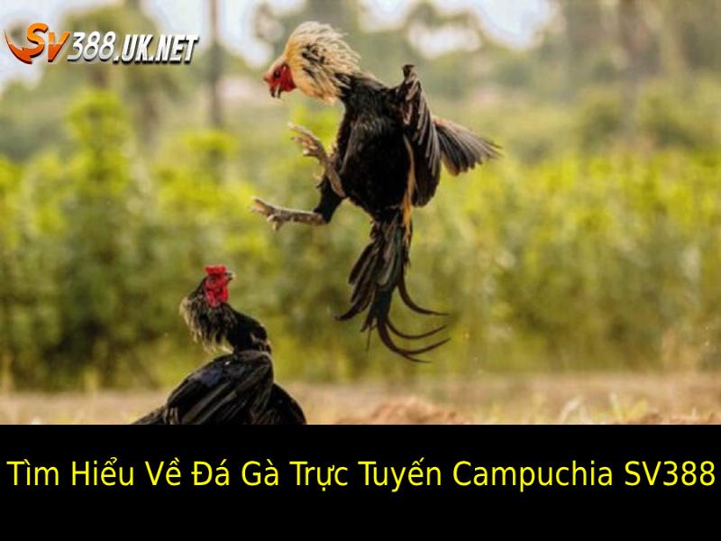 Tìm hiểu về Đá gà trực tuyến Campuchia SV388