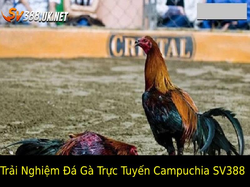 Đá gà trực tuyến Campuchia SV388