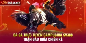 Đá Gà Trực Tuyến Campuchia SV388 – Trận Đấu Giữa Chiến Kê