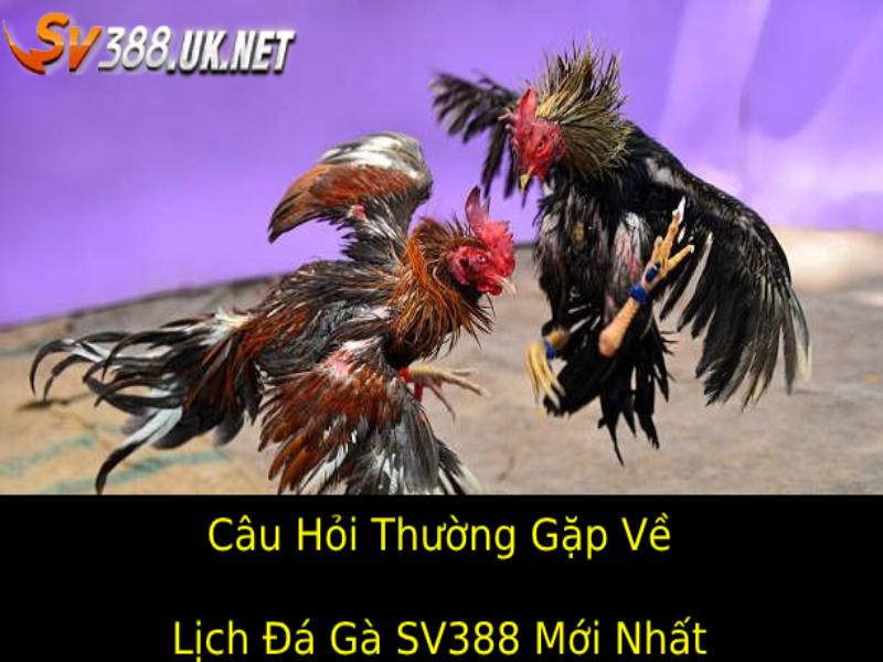 Câu Hỏi Thường Gặp (FAQs)