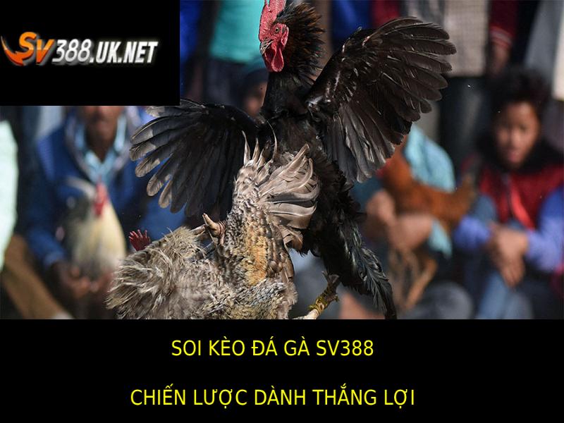 Chiến Lược Thắng Lợi Khi Soi Kèo Đá Gà SV388